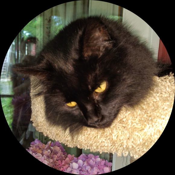 katzpurr65